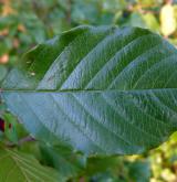 krušina olšová <i>(Frangula alnus)</i> / List