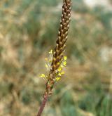jitrocel přímořský <i>(Plantago maritima)</i> / Květ/Květenství