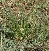 jitrocel přímořský <i>(Plantago maritima)</i> / Habitus