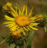 oman britský <i>(Inula britannica)</i> / Květ/Květenství