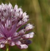 česnek viničný <i>(Allium vineale)</i> / Květ/Květenství