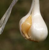 česnek viničný <i>(Allium vineale)</i> / Zásobní orgán/orgán klonálního růstu