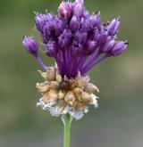 česnek viničný <i>(Allium vineale)</i> / Květ/Květenství