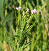 vrbovka malokvětá <i>(Epilobium parviflorum)</i>