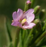 vrbovka malokvětá <i>(Epilobium parviflorum)</i>
