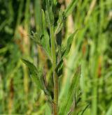 vrbovka malokvětá <i>(Epilobium parviflorum)</i> / Habitus