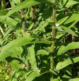 vrbovka malokvětá <i>(Epilobium parviflorum)</i> / Habitus