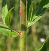 vrbovka malokvětá <i>(Epilobium parviflorum)</i>