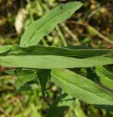 vrbovka malokvětá <i>(Epilobium parviflorum)</i> / List