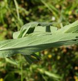 vrbovka malokvětá <i>(Epilobium parviflorum)</i>
