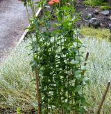kohoutek plamenný <i>(Lychnis chalcedonica)</i> / Habitus