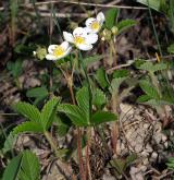 jahodník trávnice <i>(Fragaria viridis)</i> / Habitus