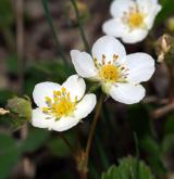 jahodník trávnice <i>(Fragaria viridis)</i> / Květ/Květenství