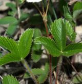 jahodník trávnice <i>(Fragaria viridis)</i> / List