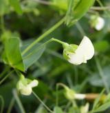 hrachor pačočkový <i>(Lathyrus aphaca)</i> / Květ/Květenství