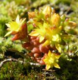 rozchodník roční <i>(Sedum annuum)</i> / Květ/Květenství