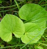 violka olysalá <i>(Viola epipsila)</i> / List