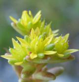 rozchodník roční <i>(Sedum annuum)</i> / Květ/Květenství