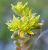 rozchodník roční <i>(Sedum annuum)</i> / Květ/Květenství