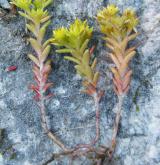 rozchodník roční <i>(Sedum annuum)</i> / Habitus