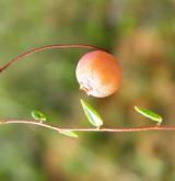 klikva maloplodá <i>(Vaccinium microcarpum)</i> / Plod