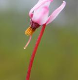 klikva maloplodá <i>(Vaccinium microcarpum)</i> / Květ/Květenství