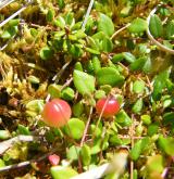 klikva maloplodá <i>(Vaccinium microcarpum)</i> / Habitus