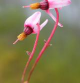 klikva maloplodá <i>(Vaccinium microcarpum)</i> / Květ/Květenství