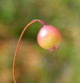 klikva maloplodá <i>(Vaccinium microcarpum)</i> / Plod