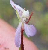 vrbovka chlumní <i>(Epilobium collinum)</i> / Květ/Květenství