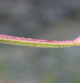 vrbovka chlumní <i>(Epilobium collinum)</i> / Květ/Květenství