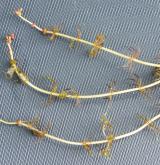 stolístek střídavolistý <i>(Myriophyllum alterniflorum)</i> / Habitus