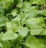 mléčivec velkolistý <i>(Cicerbita macrophylla)</i> / Stonek