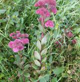 rozchodník (rozchodníkovec) nachový <i>(Hylotelephium telephium)</i> / Habitus