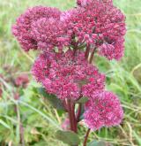 rozchodník (rozchodníkovec) nachový <i>(Hylotelephium telephium)</i> / Květ/Květenství