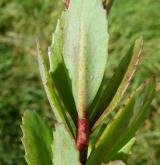 rozchodník (rozchodníkovec) nachový <i>(Hylotelephium telephium)</i> / List