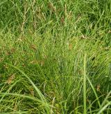 Vegetace vysokých ostřic v litorálu oligotrofních a mezotrofních vod <i>(Magno-Caricion elatae)</i> / Detail porostu