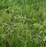 dvouzubec nicí <i>(Bidens cernuus)</i> / Květ/Květenství