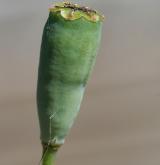 mák časný <i>(Papaver confine)</i> / Plod