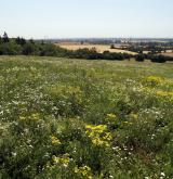 Ruderální vegetace dvouletých až víceletých druhů na mělkých kamenitých substrátech <i>(Dauco carotae-Melilotion)</i> / Porost