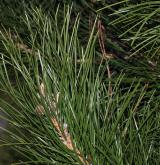 borovice deskovitá <i>(Pinus tabulaeformis)</i> / List