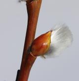 vrba lýkovcová <i>(Salix daphnoides)</i>