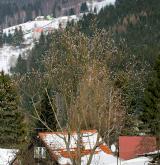 vrba lýkovcová <i>(Salix daphnoides)</i> / Habitus