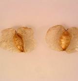 bříza bělokorá <i>(Betula pendula)</i> / Plod