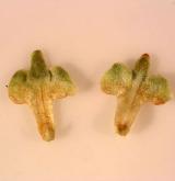 bříza bělokorá <i>(Betula pendula)</i> / Plod