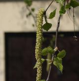 bříza bělokorá <i>(Betula pendula)</i> / Květ/Květenství