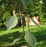 bříza bělokorá <i>(Betula pendula)</i> / Plod