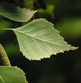 bříza bělokorá <i>(Betula pendula)</i> / List