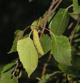 bříza bělokorá <i>(Betula pendula)</i> / Plod