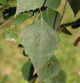 bříza bělokorá <i>(Betula pendula)</i> / List